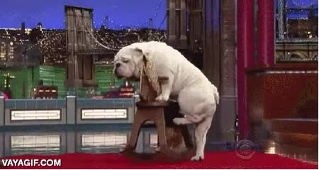 caballito de madera,columpiarse,perro,adiestrado,bulldog