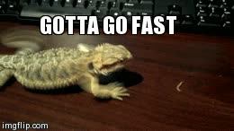 lagarto,dragon barbudo,correr,resbalar,fricci&oacute;n,agarre,mueble,escritorio