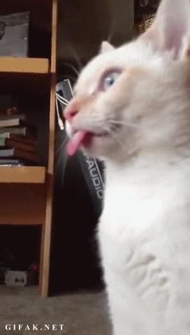 lengua fuera,quedado pillado,cat.exe,error del programa,pantallazo azul cerebral