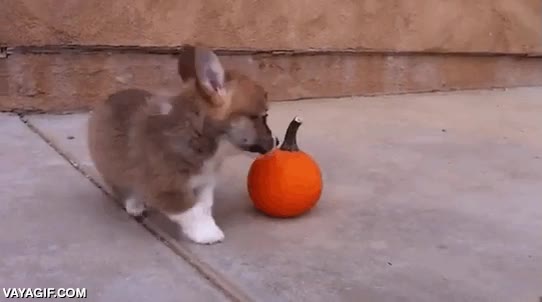 calabaza,ladrar,cachorro,jugar,perro,perrito,halloween