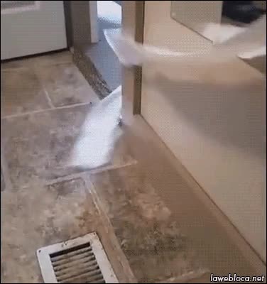 gato,llevarse,robar,papel higienico,lavabo,venganza