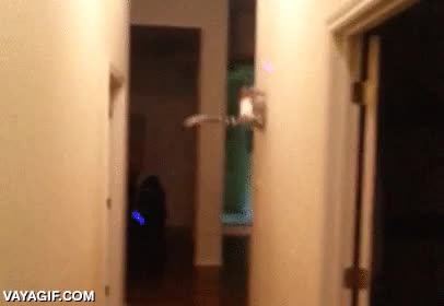 lemur,pasillo,casa,agilidad,rebotar entre las paredes,ninja