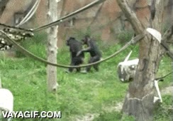 chimpance,huida,disimulo,sin ruido,monos,imitar