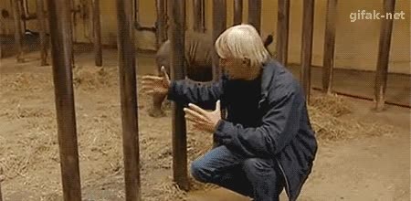 escapar,jaula,m&aacute;xima seguridad,risa,rinoceronte,presentador,cria