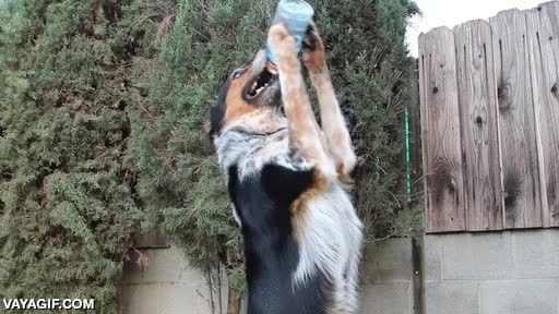 perro,beber,botella,equilibrio,entrenado,adiestrado
