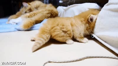 gatito,cachorro,cabeza,almohada,posturita