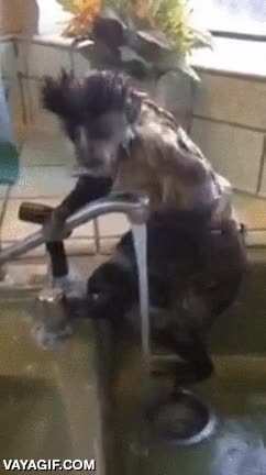 ba&ntilde;ar,ba&ntilde;o,mono,pica,cocina,mira que limpito que es