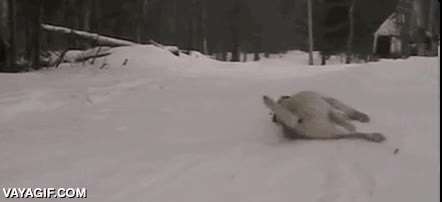 arrastrarse,deslizarse,nieve,perro,frio,trineo