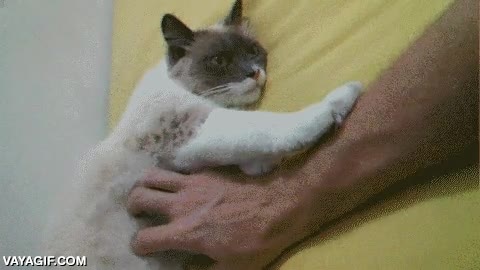 m&aacute;s regalado no se puede estar,brazo,tocar,acariciar,trato,justo,gato