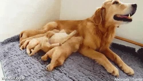 cachorro,leche,amamantar,perro,madre,al reves