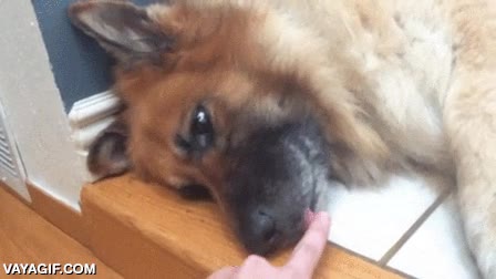 encender,conectar,bot&oacute;n,lengua,tocar,muy dormido,pastor aleman