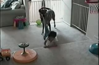 ¡Tu madre me ha dicho que esos pantalones a lavar y a lavar que se van! perro,pantalones,quitar,niño,a lavar,obediente