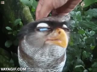 regalada,ave que desconozco,mezcla de buho y aguila,acariciar