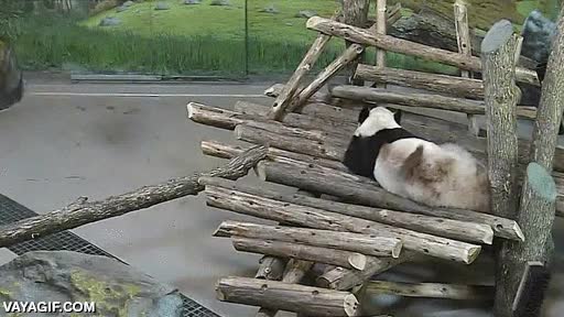 oso panda,ardilla,pisar,jugar,troll,trollear