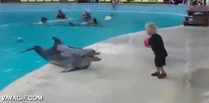delfin,jugar,fuera del agua,niño,pasar,pelota
