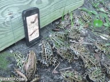 al ataque,ranas,sapos,gusano,video,telefono,smarthpone