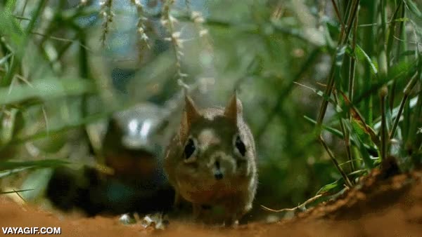 persecuci&oacute;n,ratoncito,roedor,musara&ntilde;a,perseguir,lagarto