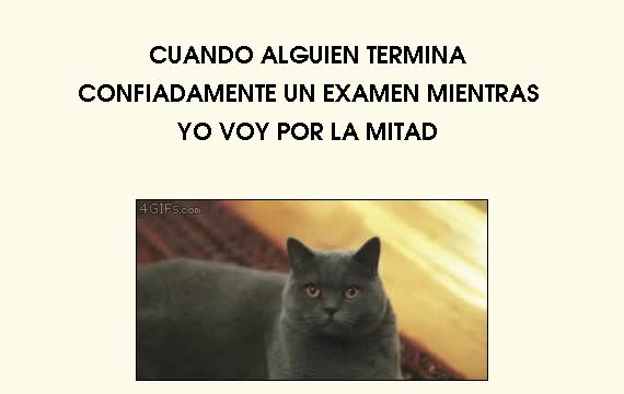 mirada de rabia,gato,frustracion,compa&ntilde;eros,examen,envidia