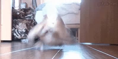 conejito,derrapar,resbalar