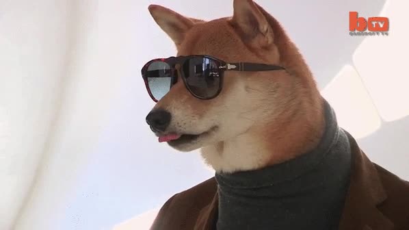 vestido,cuello alto,perro,shiba inu,gafas de sol,modelo