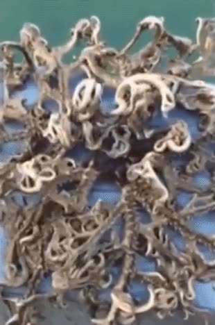 cosa muy rara,movimiento,coral que se mueve,singapur,alguien sabe qu&eacute; es?,extra&ntilde;a,criatura