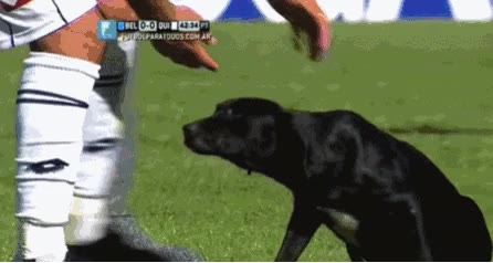 perro,partido,sacar,campo,espontaneo,colarse