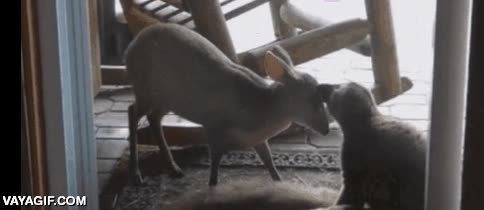 limpiar,celosa,animales,todas son iguales,novias,lemur