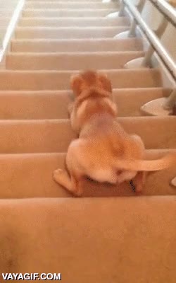 perro,golden retriever,bajar,escaleras,arrastrarse,dejarse caer