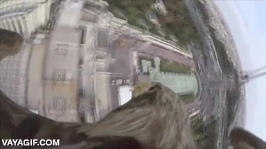 aguila,vistas,gopro,volar,cetrereria,rapaz,torre eiffel