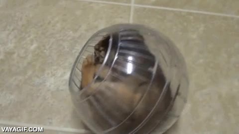 bola,gato,gatito,hamster,atrapado