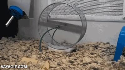 rata,rueda,noria,jaula,roedor,hamster