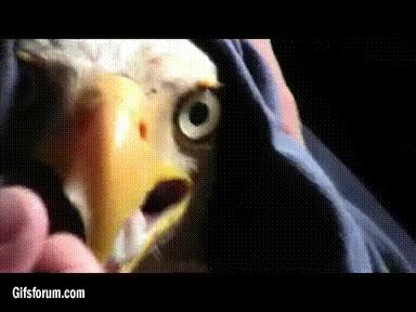 aguila,comer,cuchara,traumatizada,trauma,mirada fija,boca abierta