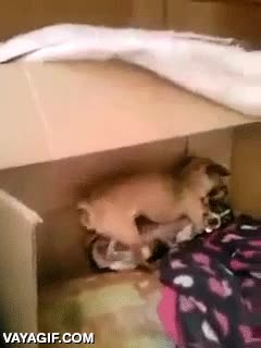 Me parece que a este perro no le ha gustado mucho que interrumpieras su noble labor perro,perreando,caja,haciendo sus cosas,interrumpir,atacar,enfadado