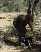 canguro,capturar,bolsa,se mete el solo,cria,dentro,meterse,cazar