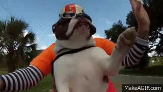 Este bulldog tan educado saluda a los moteros con los que se cruza saludar,motero,moto,bulldog,arriesgado,saludo