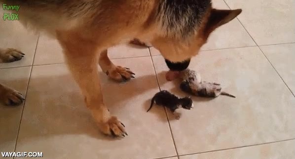 pastor aleman,lavar,cachorros,recien nacidos,bebes,cuidar