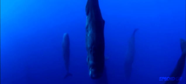 animales,agua,vertical,dormir,ballenas