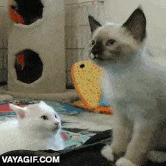 gatitos,gatos,atacar,cargar,ataque final,jugar,cachorros