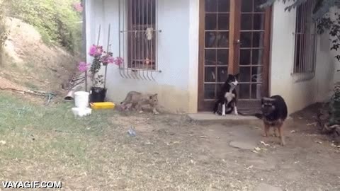 cachorro,leon,jugar,perseguir,acechar,susto,asustar,perro valiente