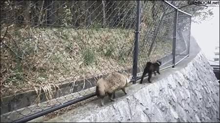 prisa,adelantar,saltar,por encima,pasar,bordillo