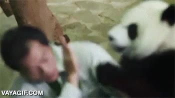 pedir,dificil decirle que no a una bestia as&iacute;,oso panda,cari&ntilde;o,mimos,hazme caso tonto