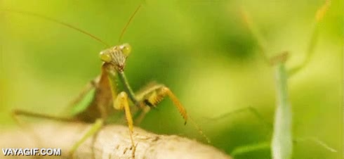 mantis insecto,bichos,patada,empujar,tirar,rama,mala leche,podría haberle arrancado la cabeza