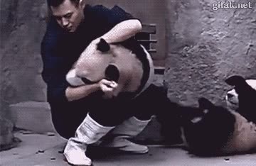 Si cuesta darle la medicina a un gato, imagina a un oso panda oso panda,pandilla,dar,medicina,contra su voluntad,algo más de fuerza