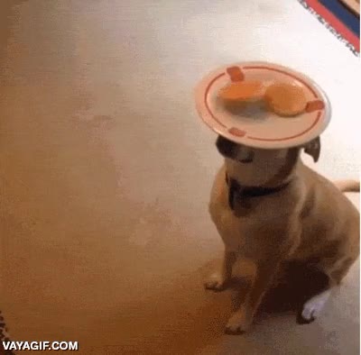 perro,mascota,tortitas,plato,quieto,inmovil,adiestrado,obediente,mesa