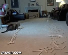 apenas se aparta,mirar,gato,estar&aacute; acostumbrado,palos,reacci&oacute;n en cadena