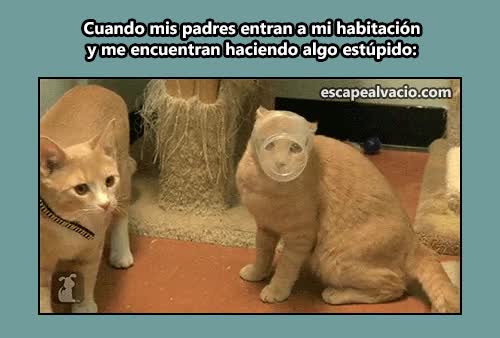 Uno a veces no puede evitar hacer tonterías y cuando alguien te ve... vaso,atascado,gato,tonterias,padres