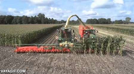 maiz,corn,campo,tractor,20 lineas del tir&oacute;n,cosechar,cosechadora,recoger