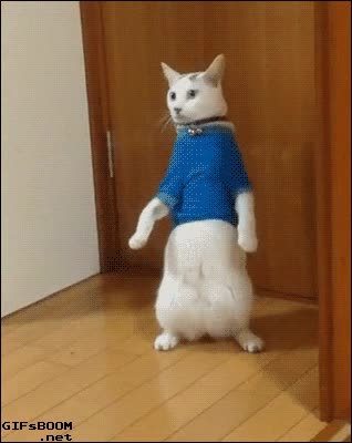 fail,caer,de pie,parecer,humano,camiseta,gato