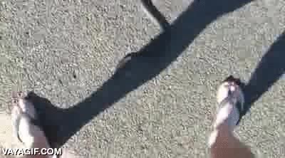 valiente,serpiente,arrastrarse,picar,morder,por machote