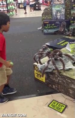 halloween,ni&ntilde;o,al suelo,step here,pisar aqu&iacute;,boton,saltar,ara&ntilde;a